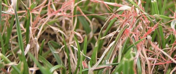 Red Thread Turf Disease | Turfcareblog
