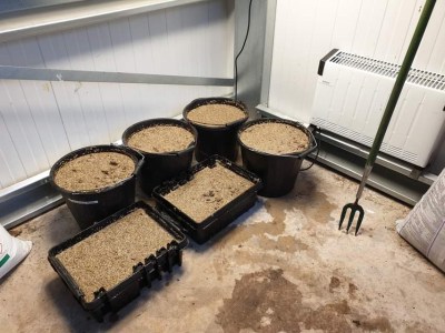 How to Pre-Germinate Grass Seed in 4 Steps Turfcareblog