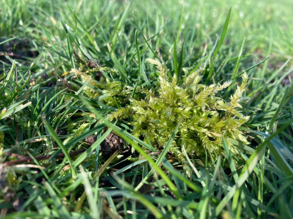 moss plant