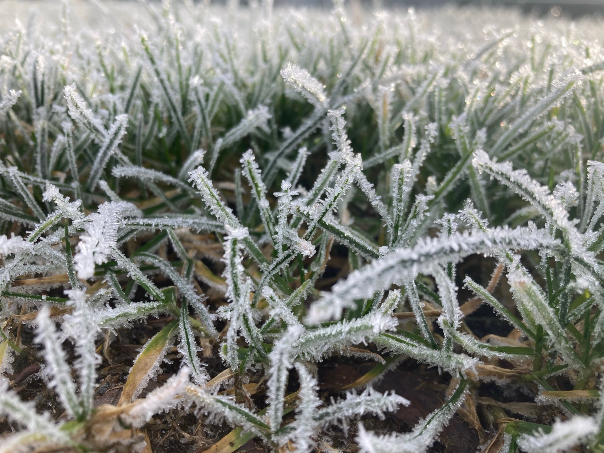 buy-adore-semi-permanent-hair-color-vegan-and-cruelty-free-hair-dye